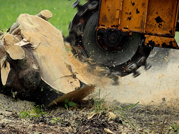 tree-stump-grinding