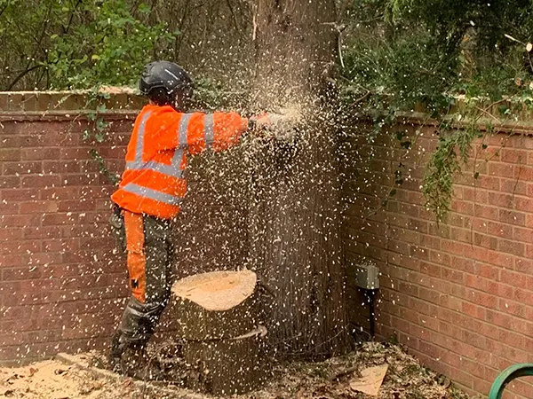 tree-surgery